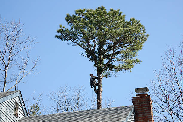 Best Hazardous Tree Removal  in Mastic, NY